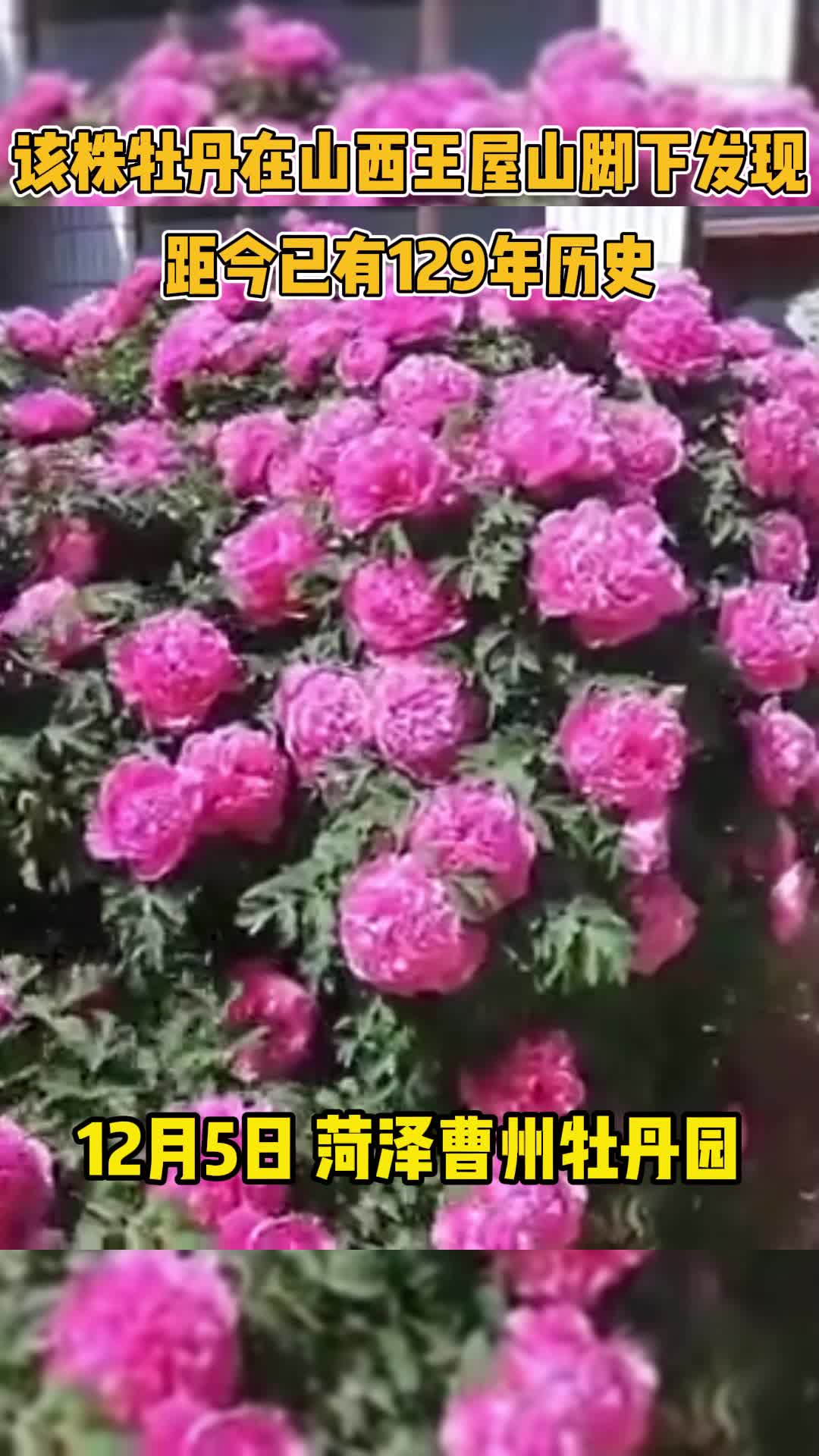 菏泽牡丹离家百年终回故乡，其品种在菏泽境内已绝迹